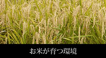 泉ヶ岳米　いずみ　低農薬米ささにしき・ひとめぼれ　お米が育つ環境